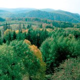 غابات نفضية