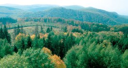 غابات نفضية