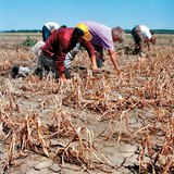 Aszályos termőföld