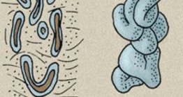 غدد الجلد: غدة عرقية