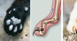 ألية عمل ظفر القط