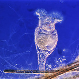 دولابية (في مجال ملون)