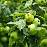 تفاح أخضر على الشجرة