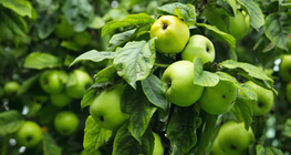 تفاح أخضر على الشجرة