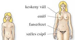 Női testalkat