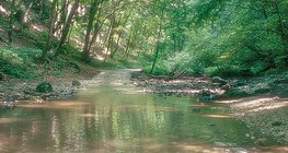 جدول الكوها في الباكوني (المجر)