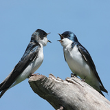 طيور السنونو