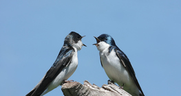 طيور السنونو