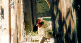 حظيرة الدواجن