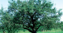 شجرة التفاح