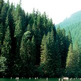 تشكلت البحيرة الحمراء في ترانسيلفانيا عن طريق الانزلاقات الأرضية