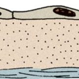 ظهارة حرشفية