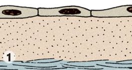 ظهارة حرشفية