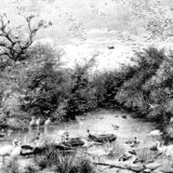 عالم المياه البرية