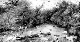 عالم المياه البرية