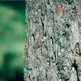 جذع شجرة التفاح