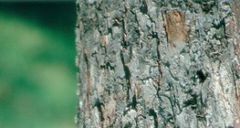 جذع شجرة التفاح