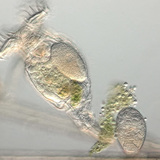 دولابية مع البيوض