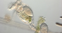 دولابية مع البيوض