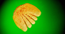 حرشفة (سمك الفرخ)