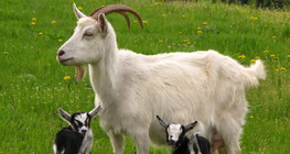 العنزة مع صغارها