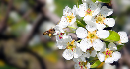 شجرة تفاح مزهرة