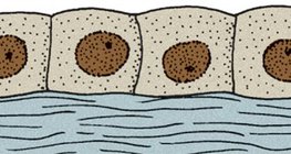 ظهارة مكعبية