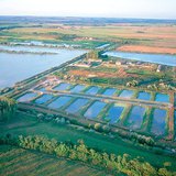 أحواض أسماك