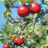 تفاح جوناثان