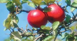 تفاح جوناثان