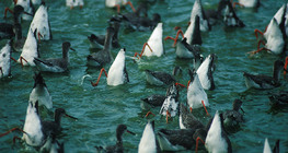 طيور الدريجة أثناء تناول الطعام