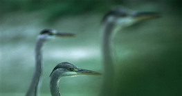 طيور البلشون الرمادي