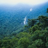 الغابات الاستوائية المطيرة