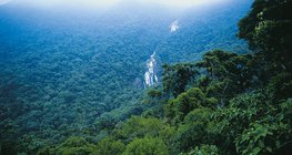 الغابات الاستوائية المطيرة