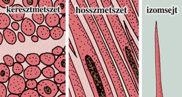 Simaizomszövet