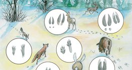 آثار أقدام حيوانات في الثلج