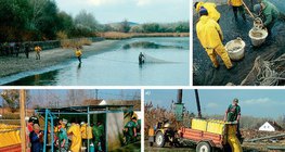 أعمال حول بركة سمك الشبوط