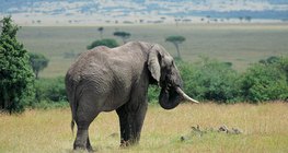 فيل في السافانا