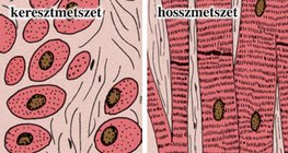 Szívizomszövet