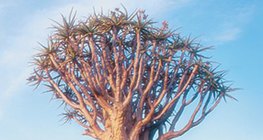 شجرة التبلدي