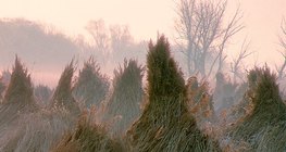 قصب محصود ومقيد في حزم