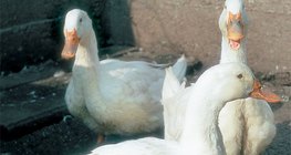 البطات المنزلية