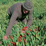 حصاد الفلفل