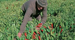 حصاد الفلفل