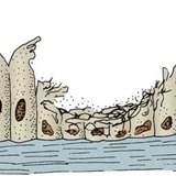 ظهارة هدبية في الجهاز التنفسي لمدخن
