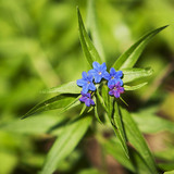 حشيشة الرئة