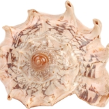 صدفة