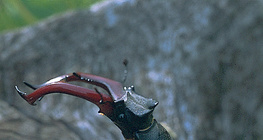 خنفساء الأيل