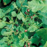 أضرار خنفساء بطاطس كولورادو