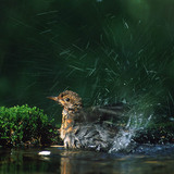 شحرور أثناء الاستحمام